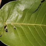 Castilla elastica Leaf