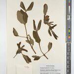 Cassipourea mollis Sonstige