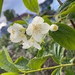 Philadelphus coronariusHoja