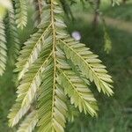 Retrophyllum rospigliosii Leaf