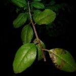 Xylosma flexuosa Hoja