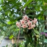 Hoya carnosa Flor