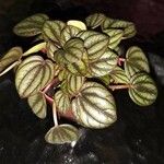 Peperomia albovittata 叶