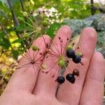 Aralia hispida Fruto