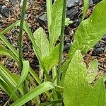 Anthericum ramosum Coajă