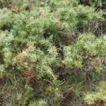 Juniperus oxycedrusList