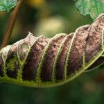 Ulmus davidiana Leaf
