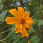 Tithonia diversifoliaFlower