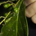 Nectandra membranacea Fruit