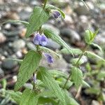 Scutellaria galericulata 花