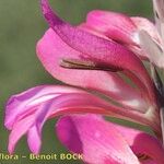 Gladiolus dubius Fleur