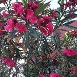 Nerium oleander Květ