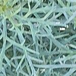 Argyranthemum foeniculaceum 葉