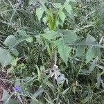 Lactuca floridana Hábito