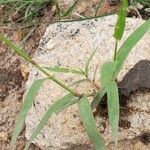 Eragrostis capensis Hostoa