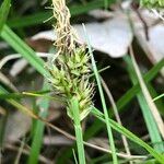 Carex pilulifera Floro