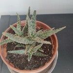 Aloe rauhiiLevél