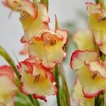 Gladiolus dalenii Floare
