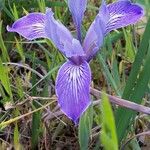 Iris macrosiphon Blüte