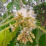 Inga edulis Flower