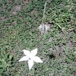Nicotiana longiflora Цвят