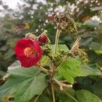 Phymosia umbellata Flower