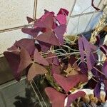 Oxalis triangularis برگ