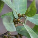Ficus craterostoma Hoja