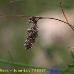 Luzula spicata Floare
