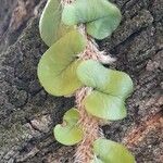 Microgramma vacciniifolia 葉