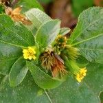 Synedrella nodiflora Flower