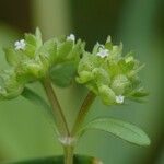 Valeriana locusta 花