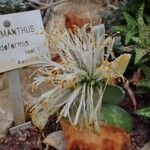 Haemanthus deformis आदत