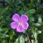 Dissotis rotundifolia Цвят