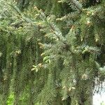 Picea omorika ഇല