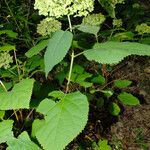 Hydrangea arborescens 叶