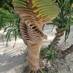 Pandanus odorifer Bark