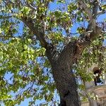 Cercis griffithii Bark