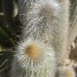 Cleistocactus hyalacanthus Liść