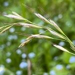 Avenula pubescens Fula