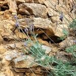 Lavandula multifida 花