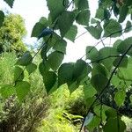 Betula pubescens Feuille