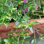 Cuphea hyssopifolia ফুল