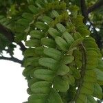 Caesalpinia echinata برگ