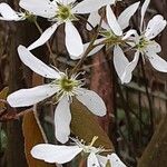 Amelanchier × lamarckii 花
