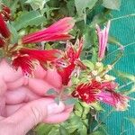 Alstroemeria pulchella Virág