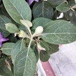 Lagunaria patersonia ᱥᱟᱠᱟᱢ