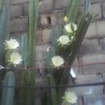 Cereus hexagonus Φύλλο