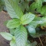 Ruellia elegans Fuelha