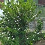 Brunfelsia uniflora Fiore